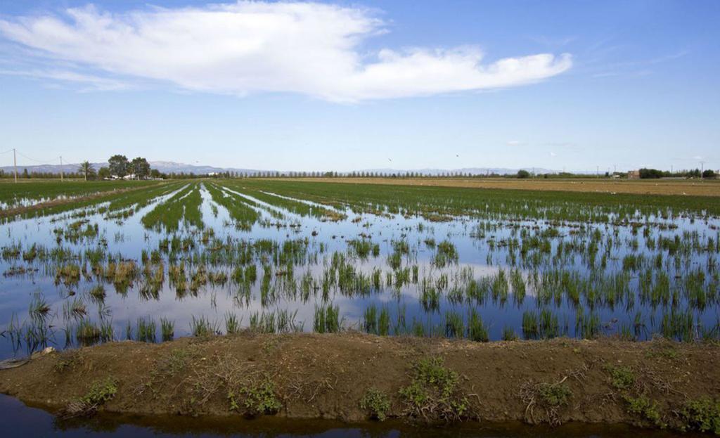 Mi Apartamento En El Delta Del Ebro Deltebre Zewnętrze zdjęcie